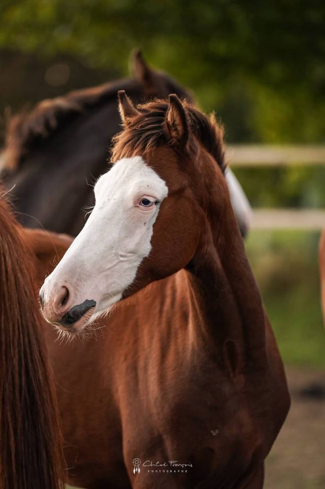 Veulen (ml) Belgische pony Te koop 2025 Donker bruin / bai