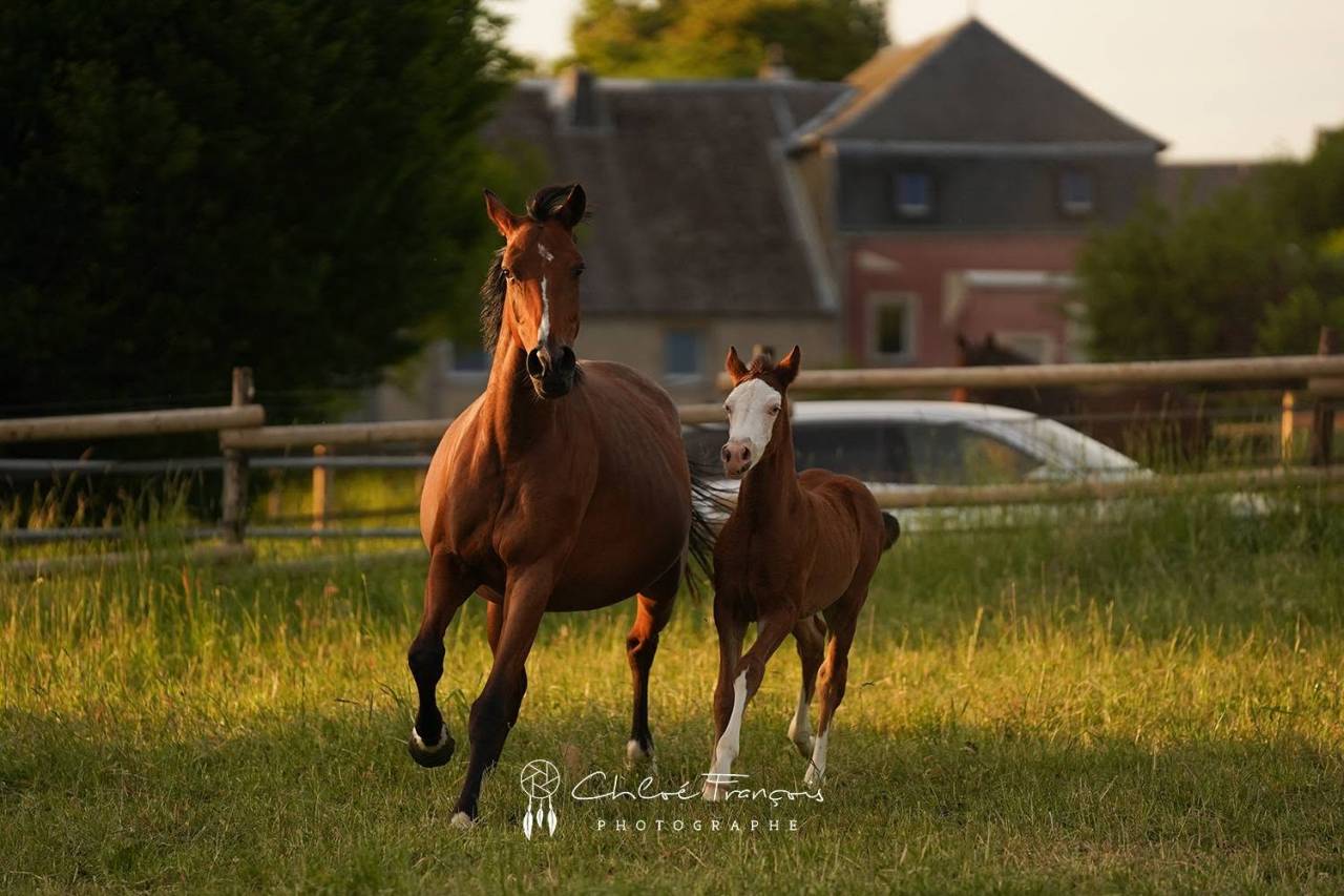 Veulen (ml) Belgische pony Te koop 2025 Donker bruin / bai