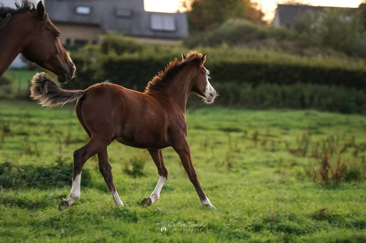 Veulen (ml) Belgische pony Te koop 2025 Donker bruin / bai