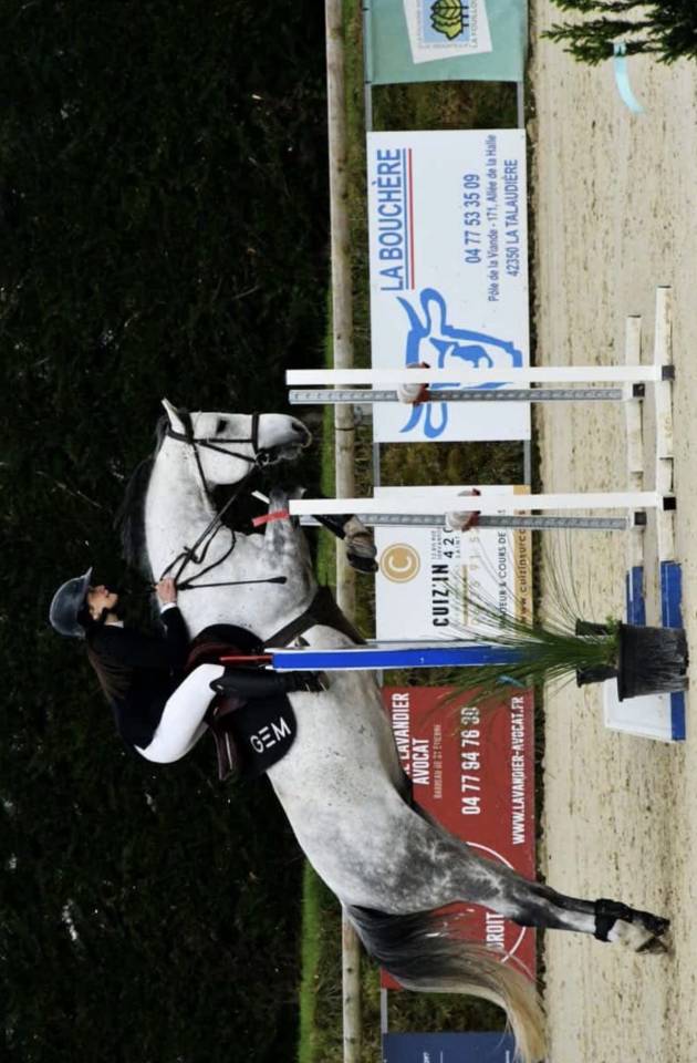 Ruin Welsh Partbred Te koop 2019 Schimmel