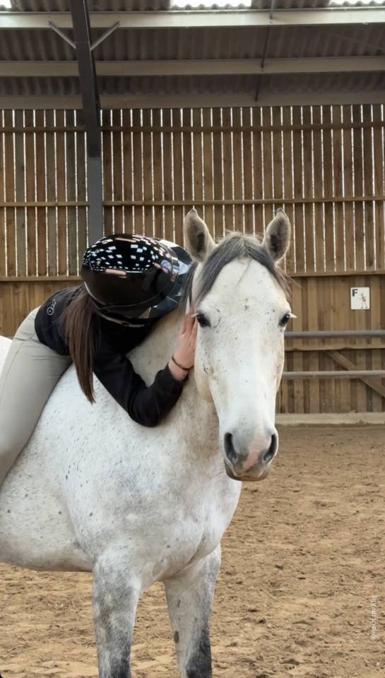 Ruin Welsh Partbred Te koop 2019 Schimmel