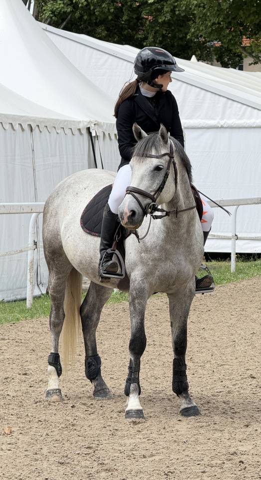 Ruin Welsh Partbred Te koop 2019 Schimmel