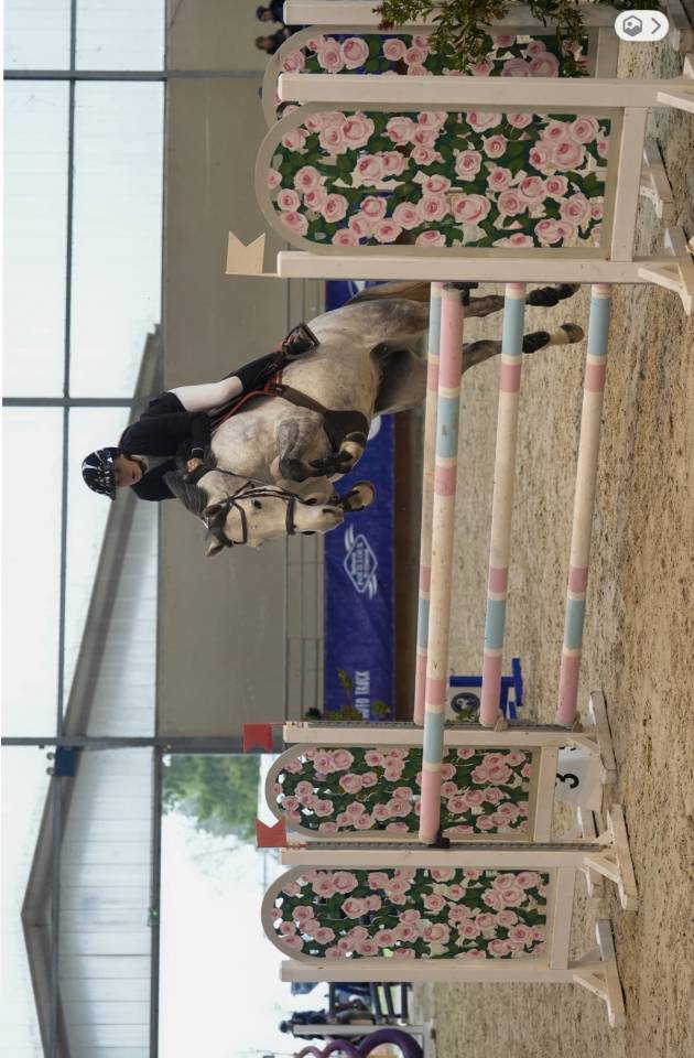 Ruin Welsh Partbred Te koop 2019 Schimmel