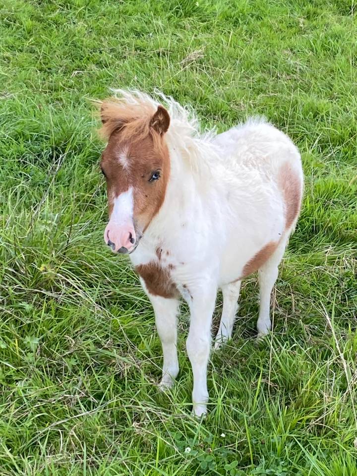Merrie Shetland Te koop 2024 Bont ,  Lars van de Censhoeve