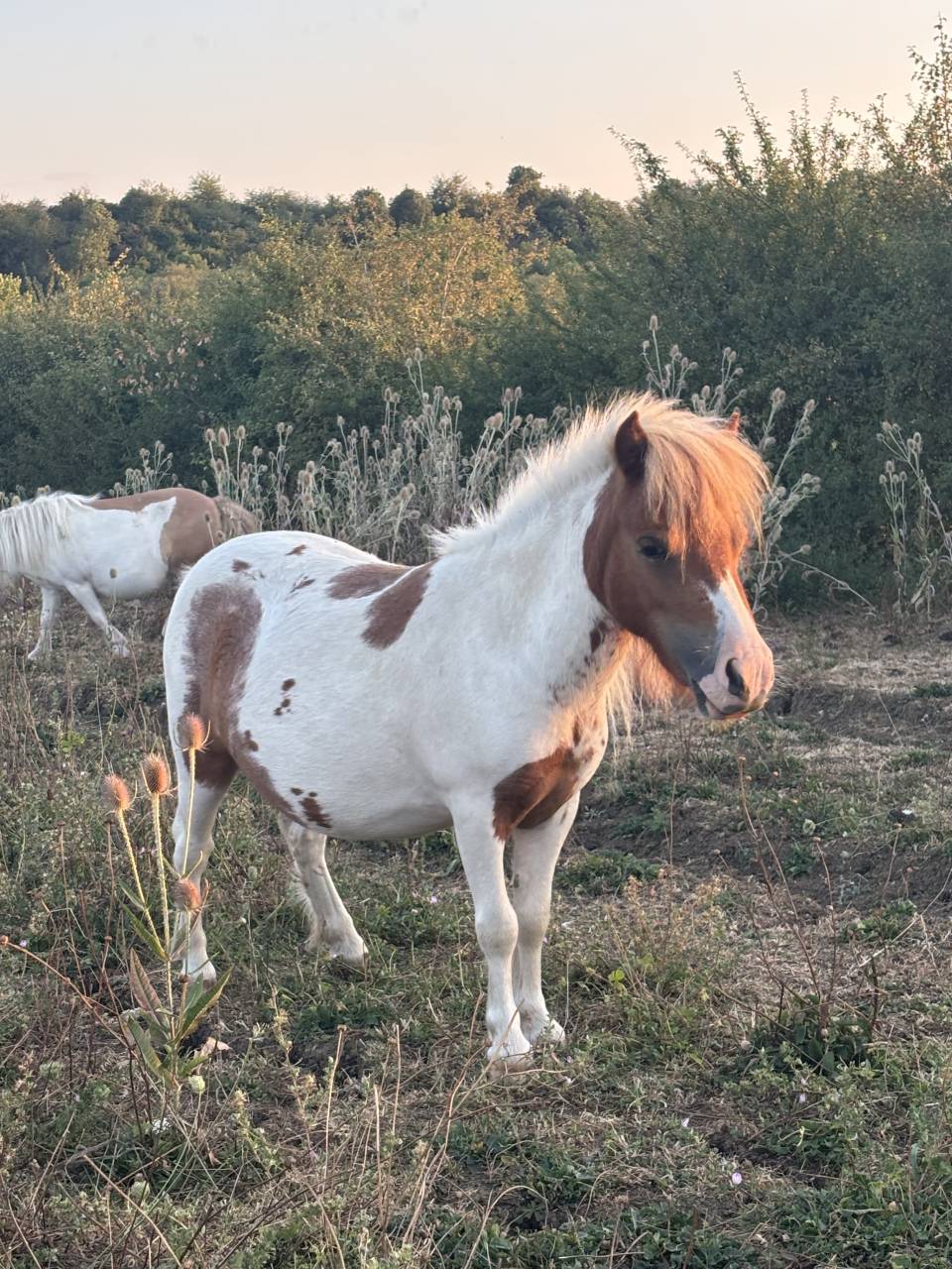 Merrie Shetland Te koop 2024 Bont ,  Lars van de Censhoeve