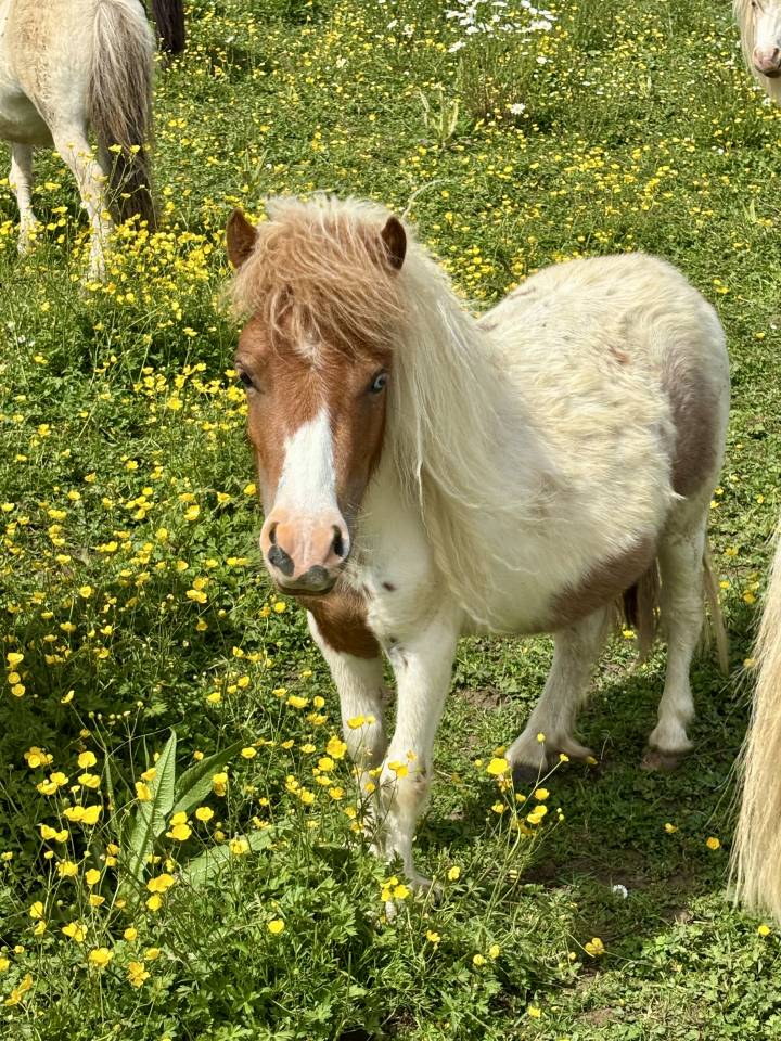 Merrie Shetland Te koop 2024 Bont ,  Lars van de Censhoeve