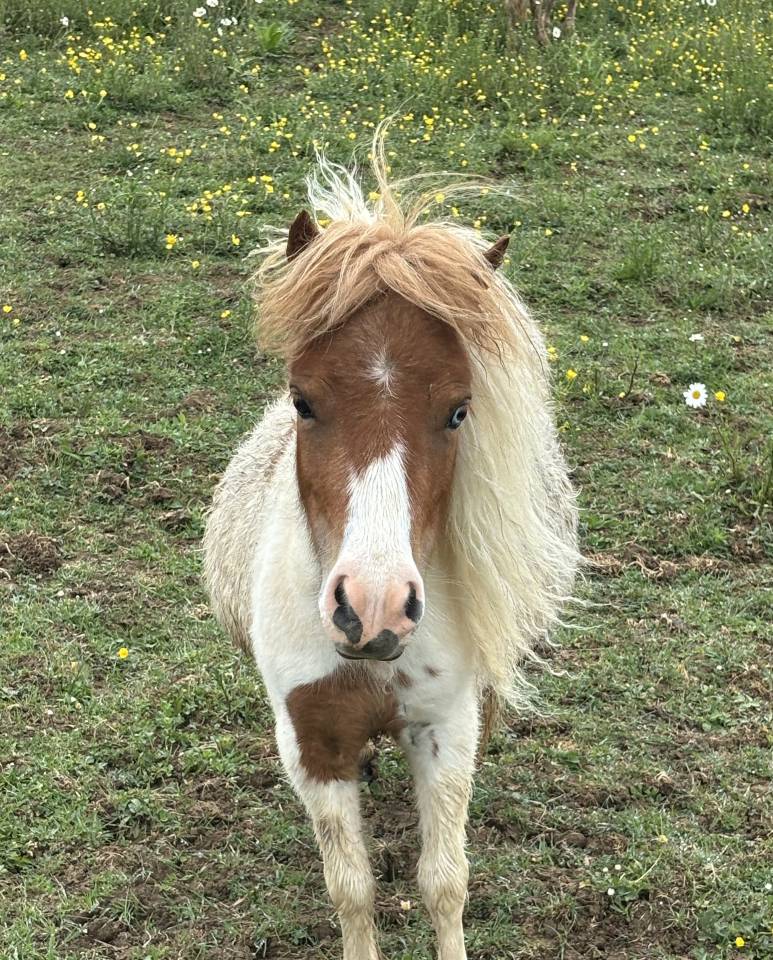 Merrie Shetland Te koop 2024 Bont ,  Lars van de Censhoeve