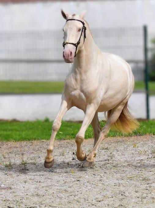 Merrie Lusitano Te koop 2023 Pearl ,  Xavante SS