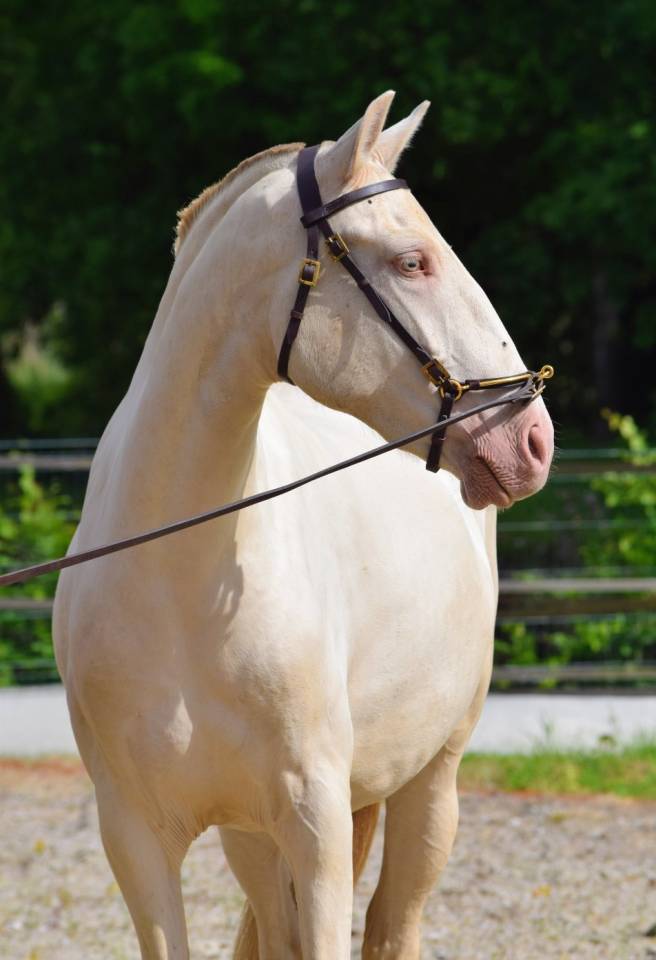 Merrie Lusitano Te koop 2023 Pearl ,  Xavante SS