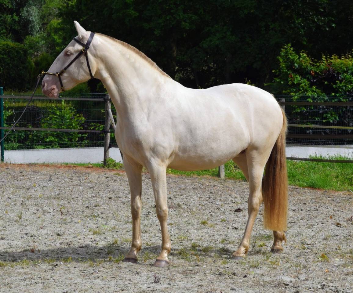 Merrie Lusitano Te koop 2023 Pearl ,  Xavante SS