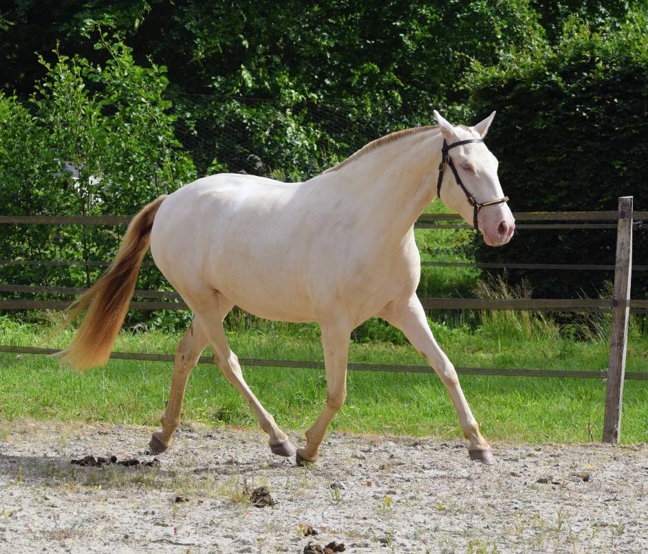Merrie Lusitano Te koop 2023 Pearl ,  Xavante SS