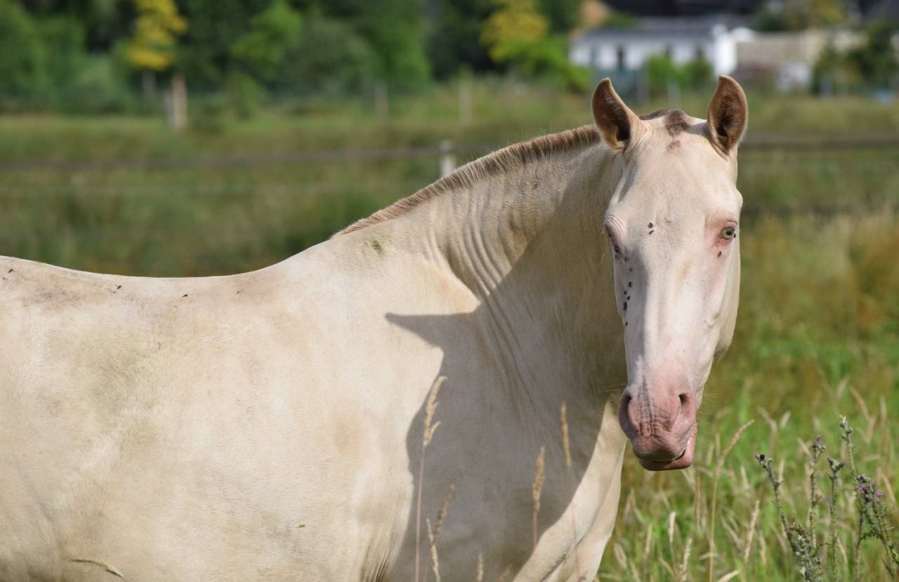 Merrie Lusitano Te koop 2023 Pearl ,  Xavante SS