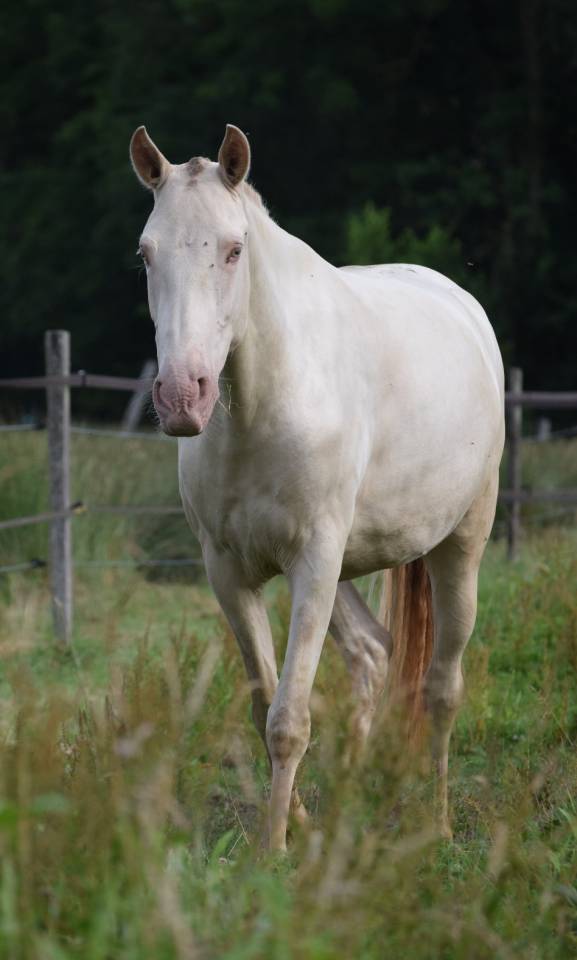 Merrie Lusitano Te koop 2023 Pearl ,  Xavante SS