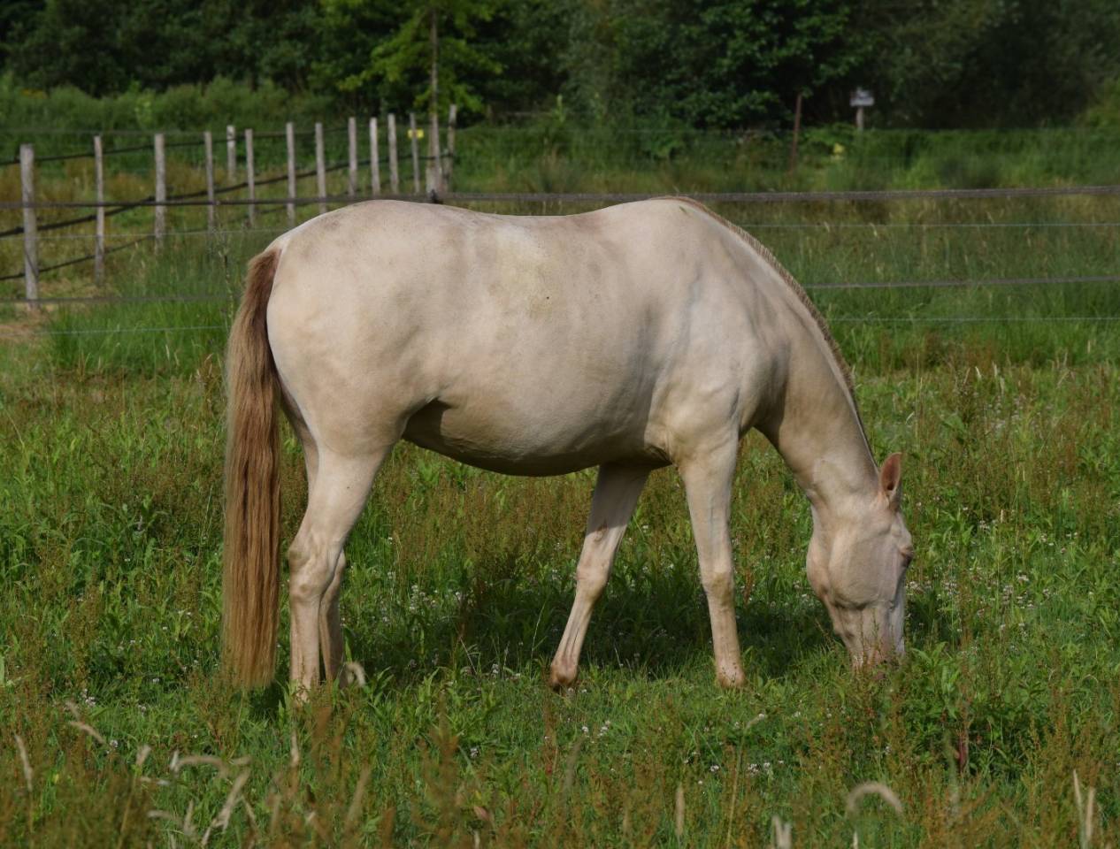 Merrie Lusitano Te koop 2023 Pearl ,  Xavante SS