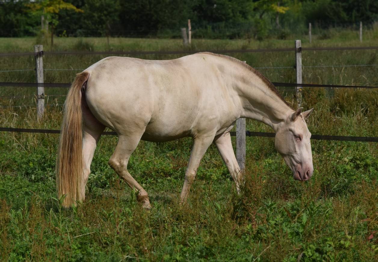 Merrie Lusitano Te koop 2023 Pearl ,  Xavante SS