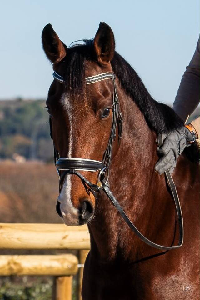 Ruin KWPN Nederlands sportpaard Te koop 2019 Donker bruin / bai