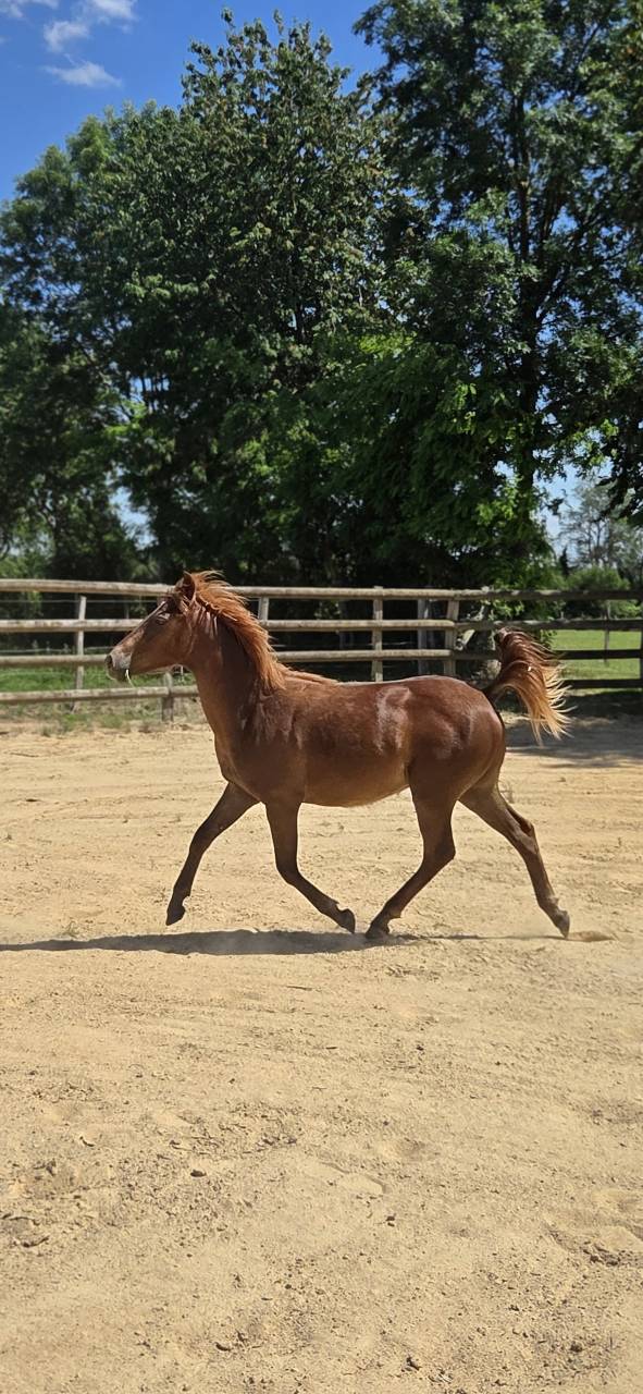 Veulen (vr) New Forest Te koop 2025 Vos ,  L'ancelot du m&eacute;nage