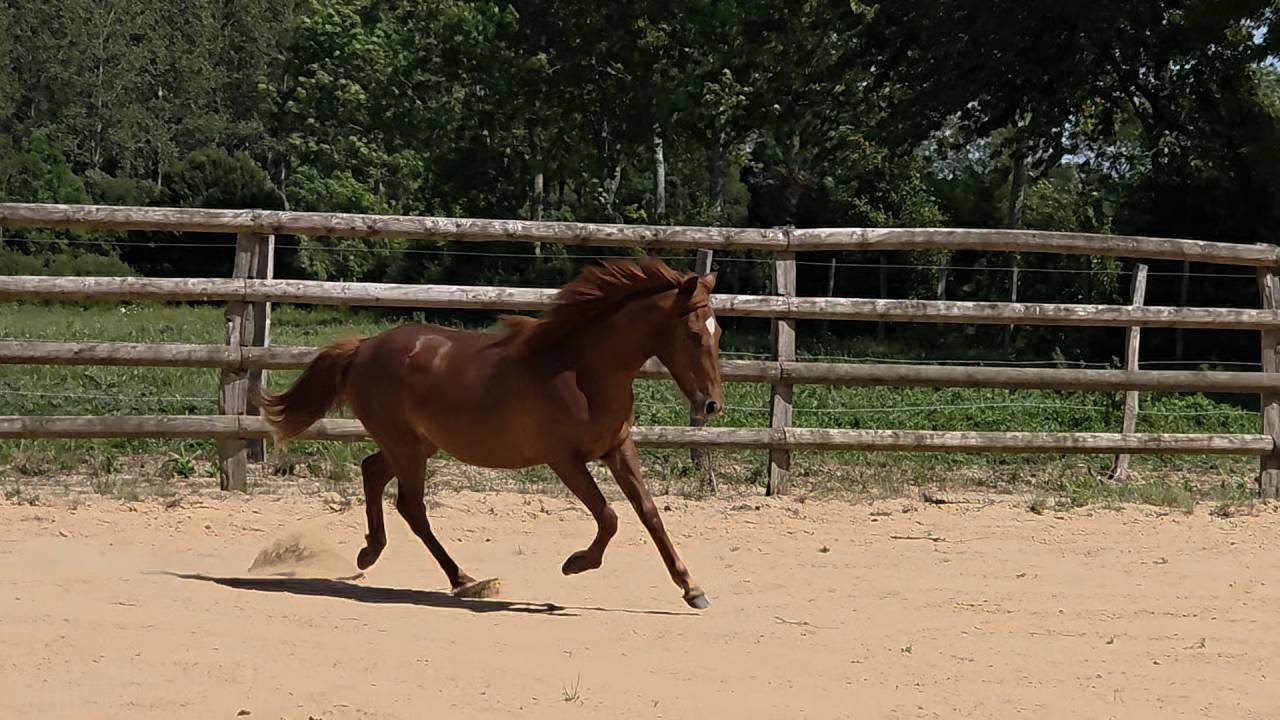 Veulen (vr) New Forest Te koop 2025 Vos ,  L'ancelot du m&eacute;nage
