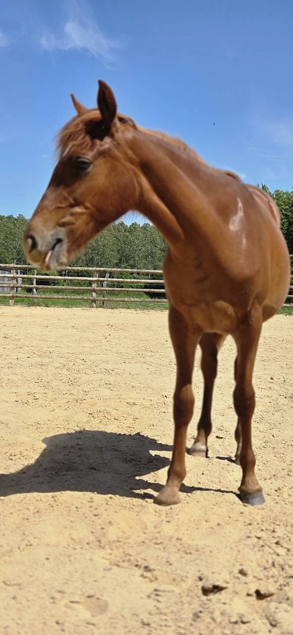 Veulen (vr) New Forest Te koop 2025 Vos ,  L'ancelot du m&eacute;nage