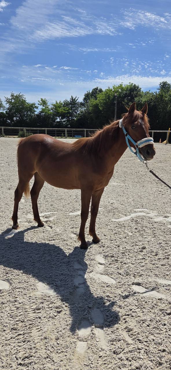 Veulen (vr) New Forest Te koop 2025 Vos ,  L'ancelot du m&eacute;nage