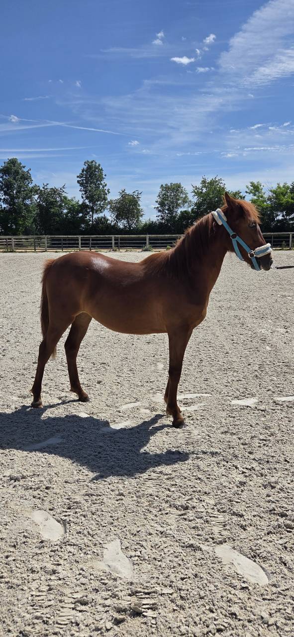 Veulen (vr) New Forest Te koop 2025 Vos ,  L'ancelot du m&eacute;nage