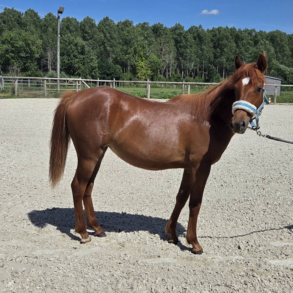 Veulen (vr) New Forest Te koop 2025 Vos ,  L'ancelot du m&eacute;nage
