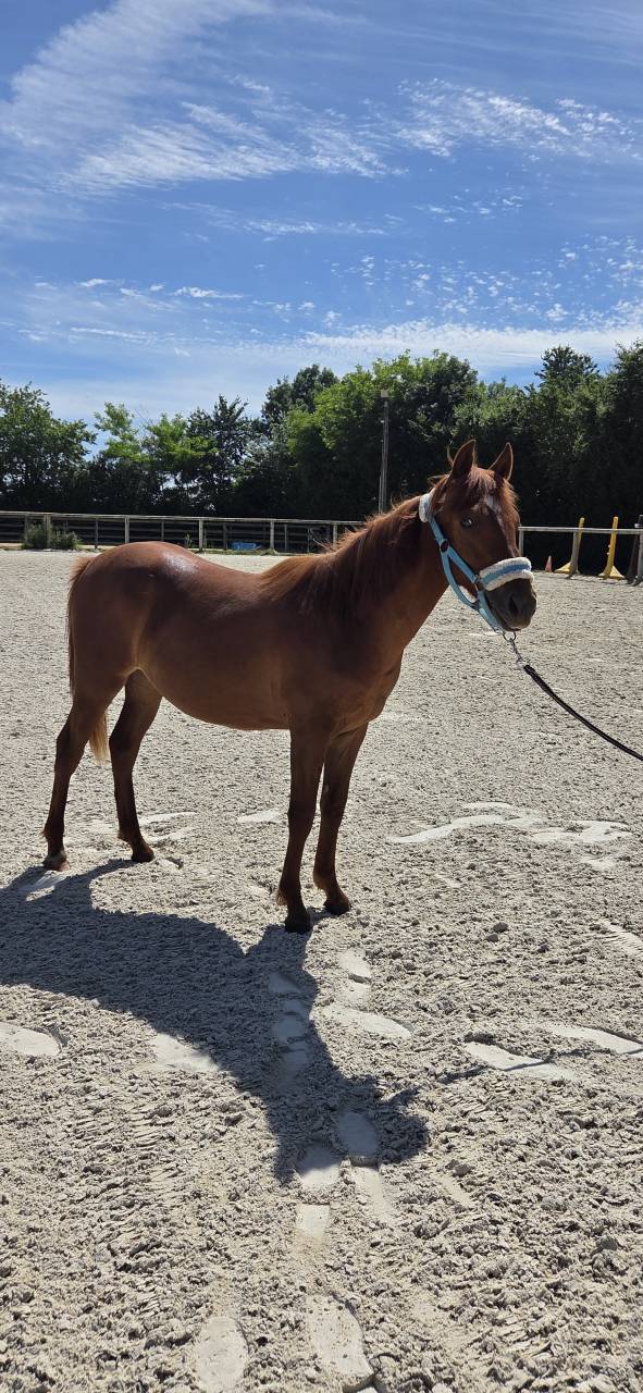 Veulen (vr) New Forest Te koop 2025 Vos ,  L'ancelot du m&eacute;nage