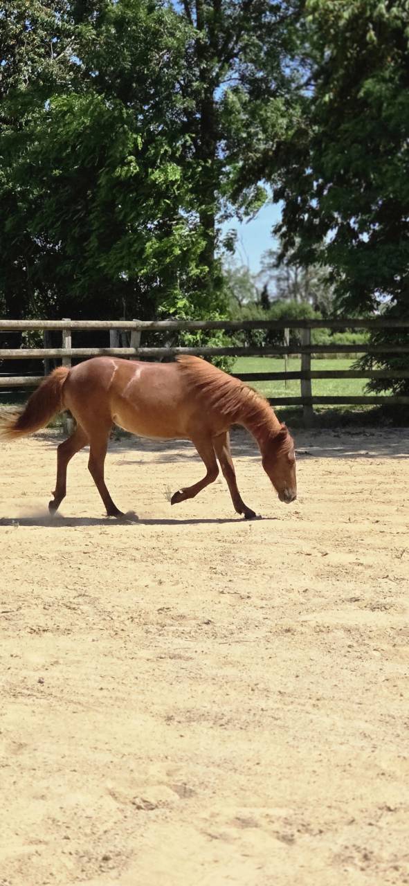 Veulen (vr) New Forest Te koop 2025 Vos ,  L'ancelot du m&eacute;nage