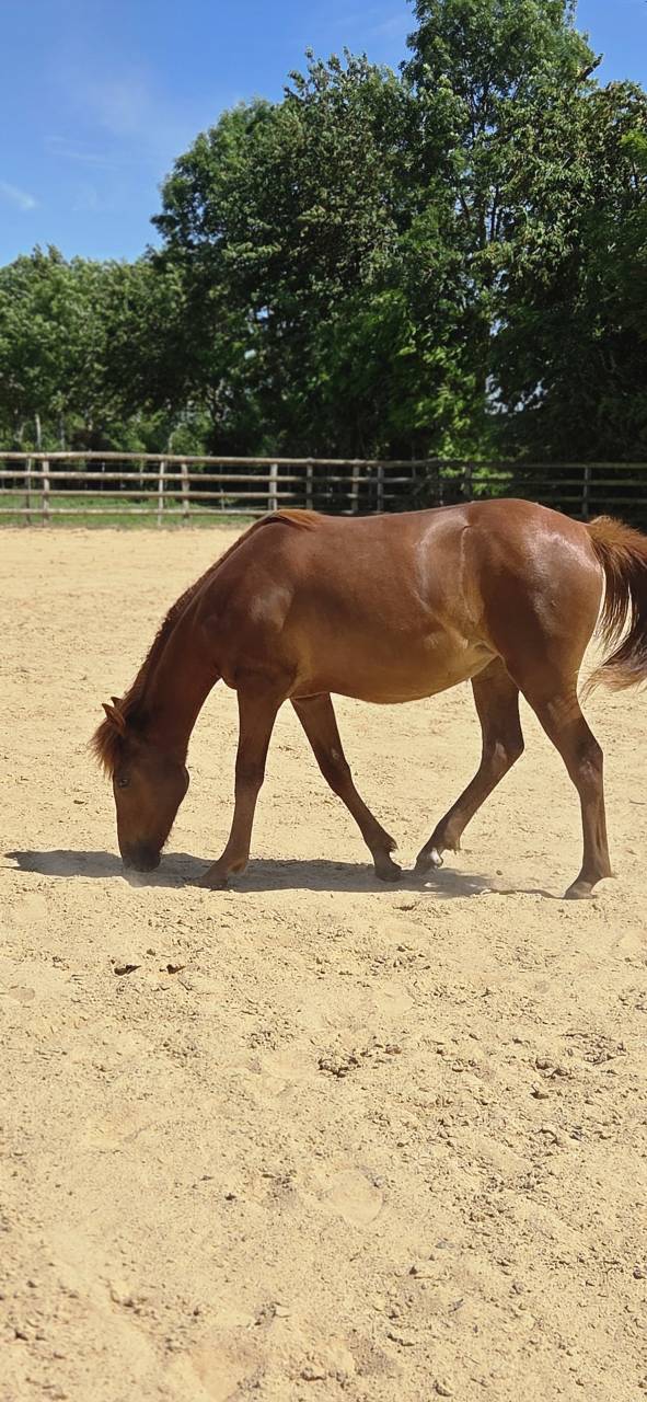 Veulen (vr) New Forest Te koop 2025 Vos ,  L'ancelot du m&eacute;nage