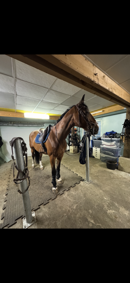 Mooi hippisch vastgoed Koop Loiret