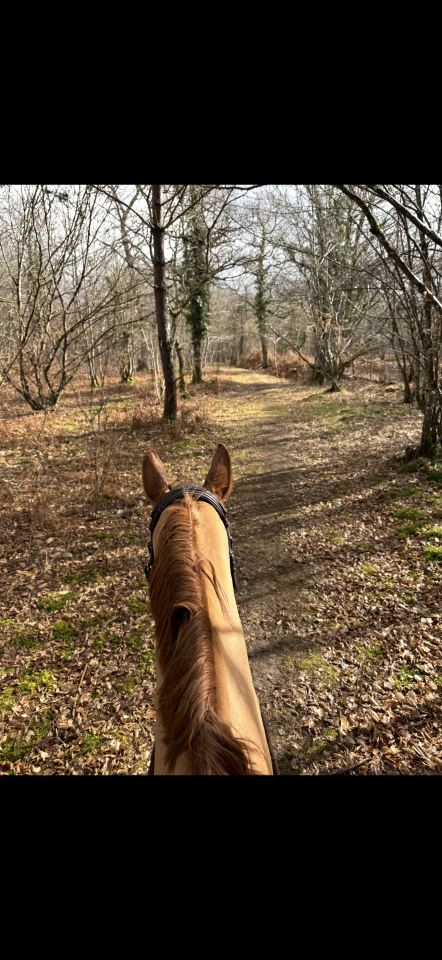 Mooi hippisch vastgoed Koop Loiret