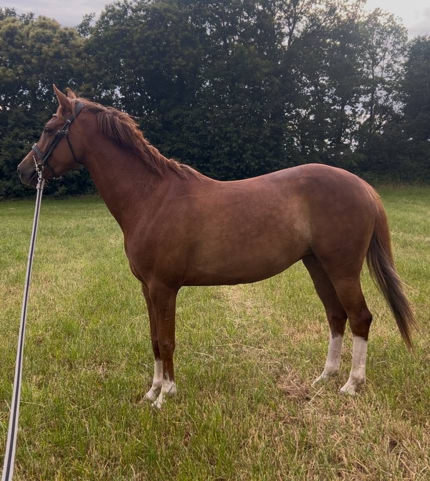 Merrie Franse rijpony PFS Te koop 2021 Vos ,  OPIUM DE TALMA