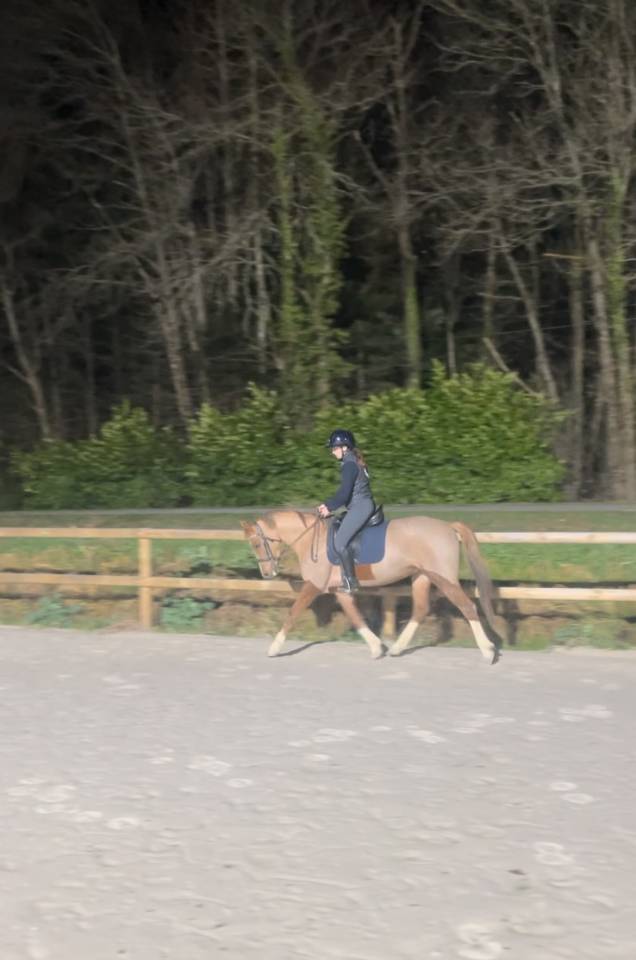 Merrie Franse rijpony PFS Te koop 2021 Vos ,  OPIUM DE TALMA
