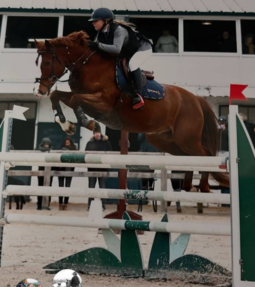 Ruin Franse rijpony PFS Te koop 2016 Vos ,  Champagne d'Ar Cus