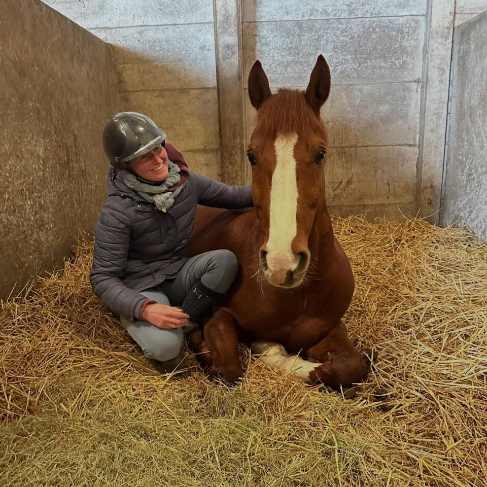 Ruin Franse rijpony PFS Te koop 2016 Vos ,  Champagne d'Ar Cus