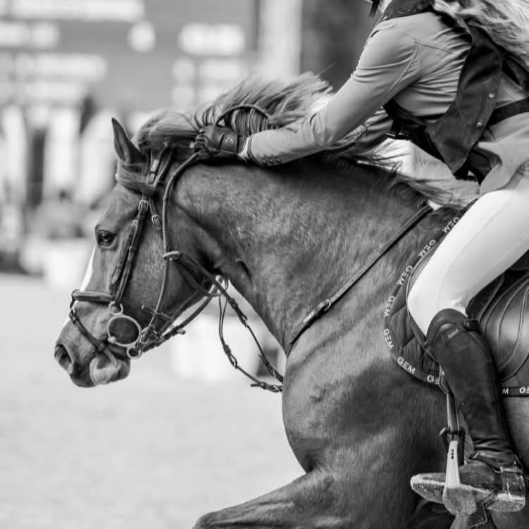 Ruin Franse rijpony PFS Te koop 2016 Vos ,  Champagne d'Ar Cus