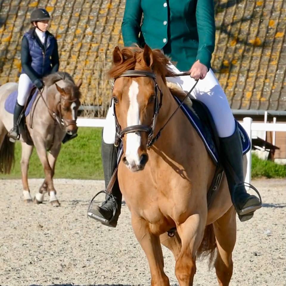 Ruin Franse rijpony PFS Te koop 2016 Vos ,  Champagne d'Ar Cus