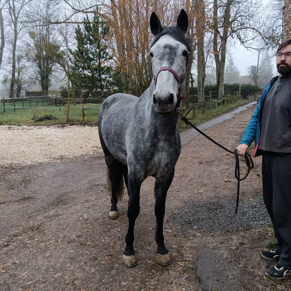 Merrie Ras onbekend Te koop 2019 Schimmel