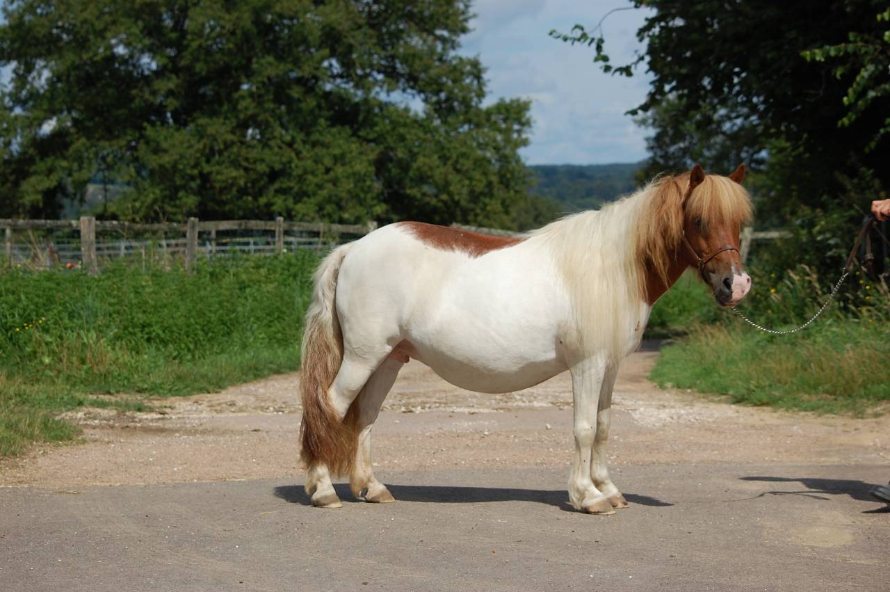 Merrie Shetland Te koop 2008 Bont ,  TOMMIE VD SLEUTELHOF