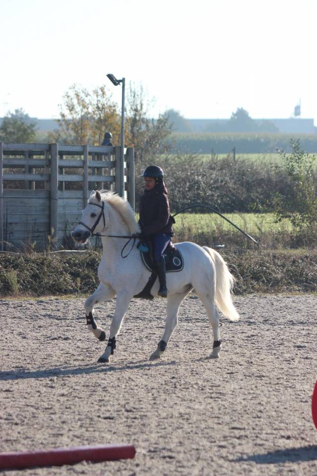 Ruin Franse rijpony PFS Te koop 2009 Schimmel ,  CARRYL DE BEAUCHAMP