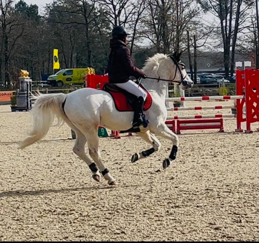 Ruin Franse rijpony PFS Te koop 2009 Schimmel ,  CARRYL DE BEAUCHAMP
