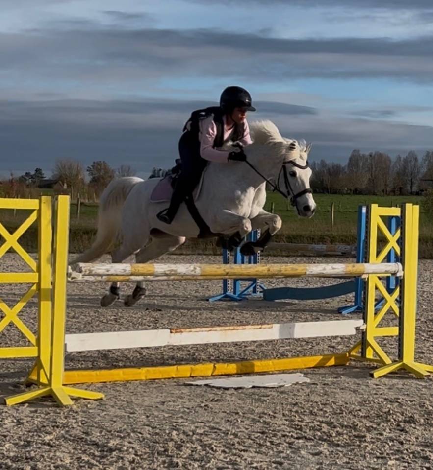 Ruin Franse rijpony PFS Te koop 2009 Schimmel ,  CARRYL DE BEAUCHAMP