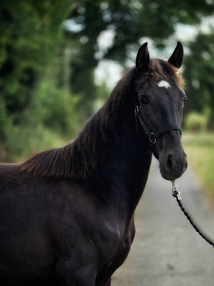 Merrie Paint Horse Te koop 2025 Zwart