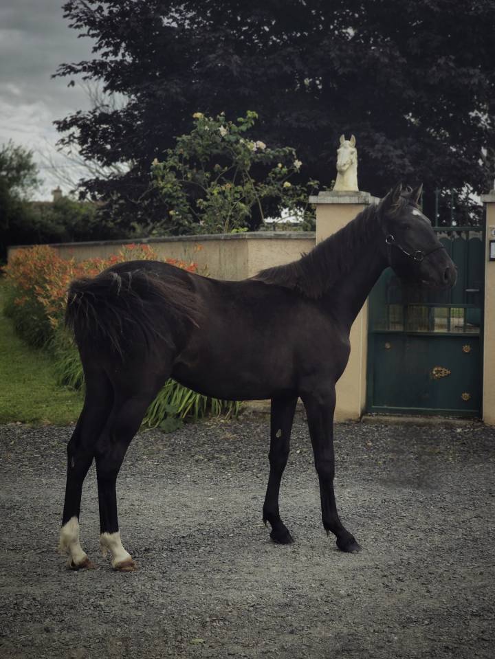 Merrie Paint Horse Te koop 2025 Zwart