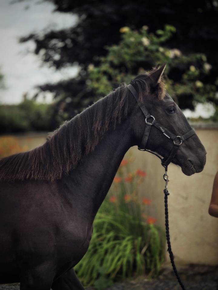 Merrie Paint Horse Te koop 2025 Zwart