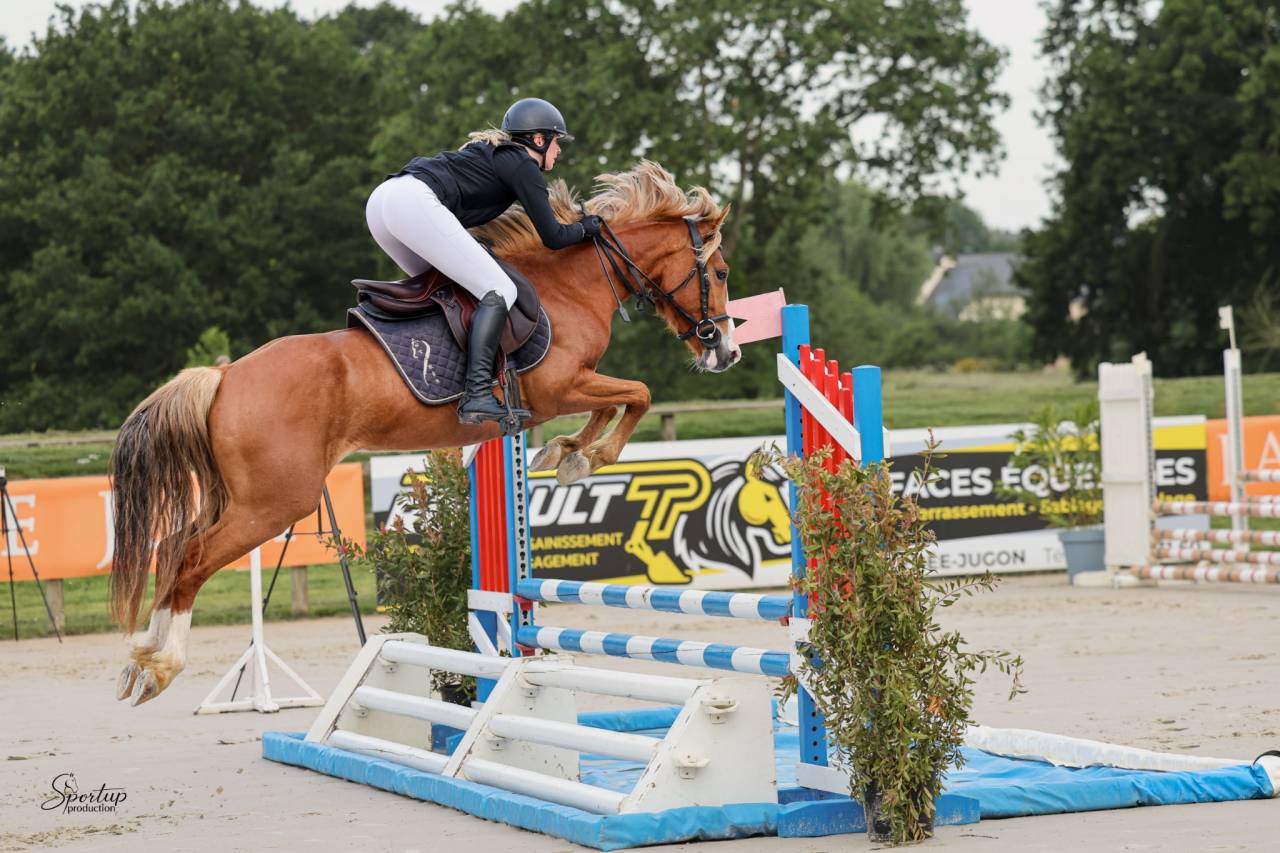Ruin Welsh Partbred Te koop 2022 Vos
