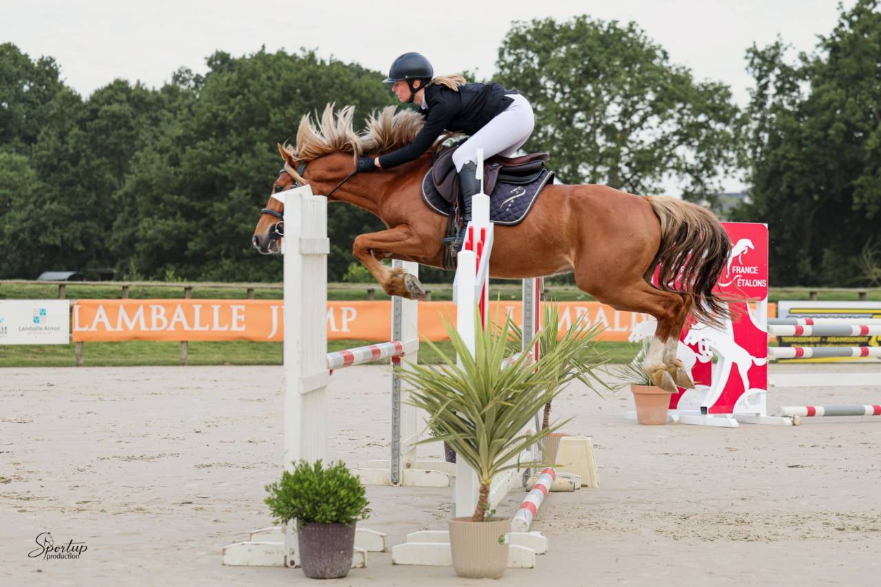 Ruin Welsh Partbred Te koop 2022 Vos