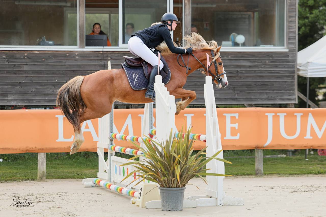 Ruin Welsh Partbred Te koop 2022 Vos
