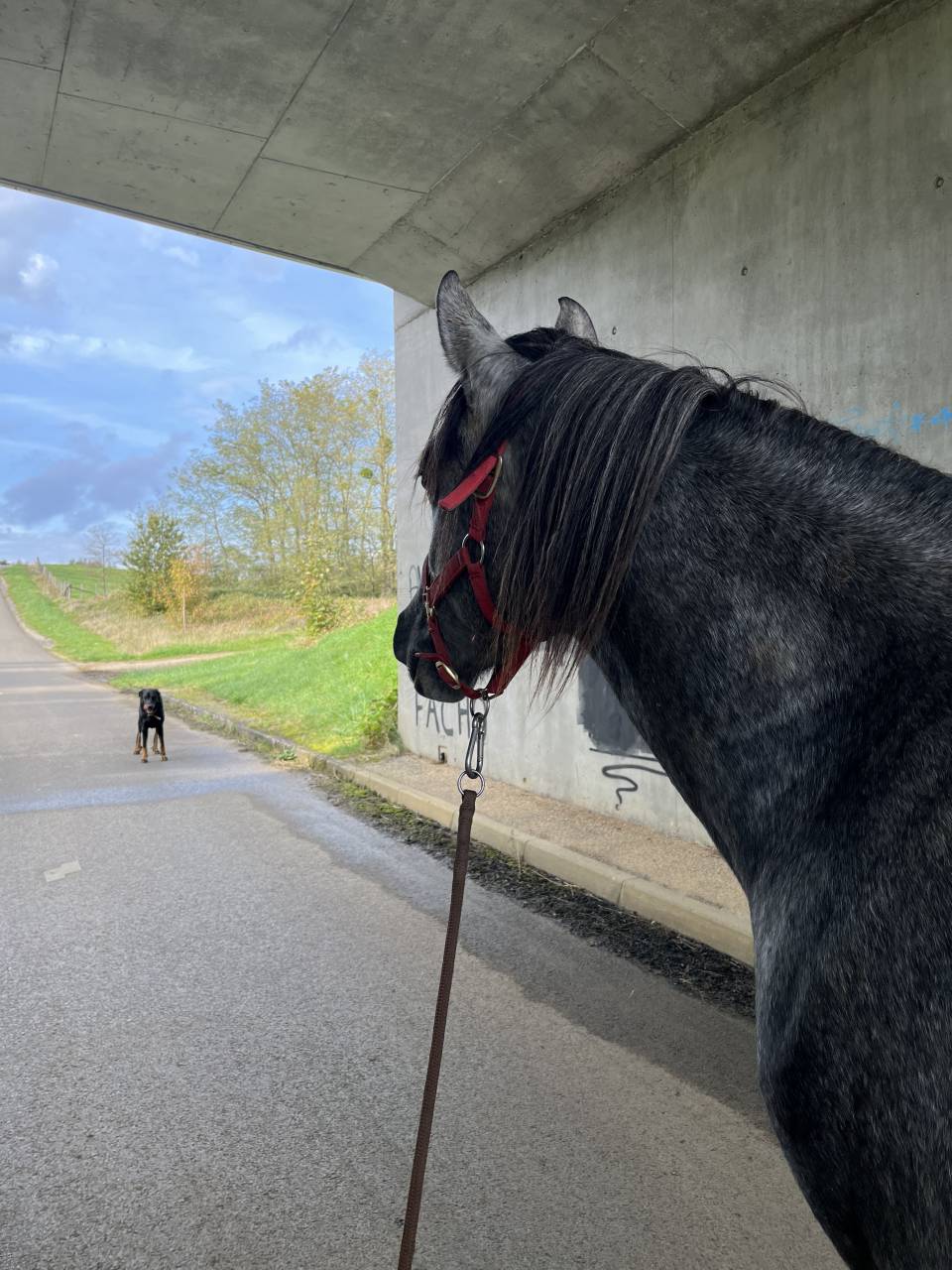 Ruin Arabisch halfbloed Te koop 2021 Schimmel ,  unico