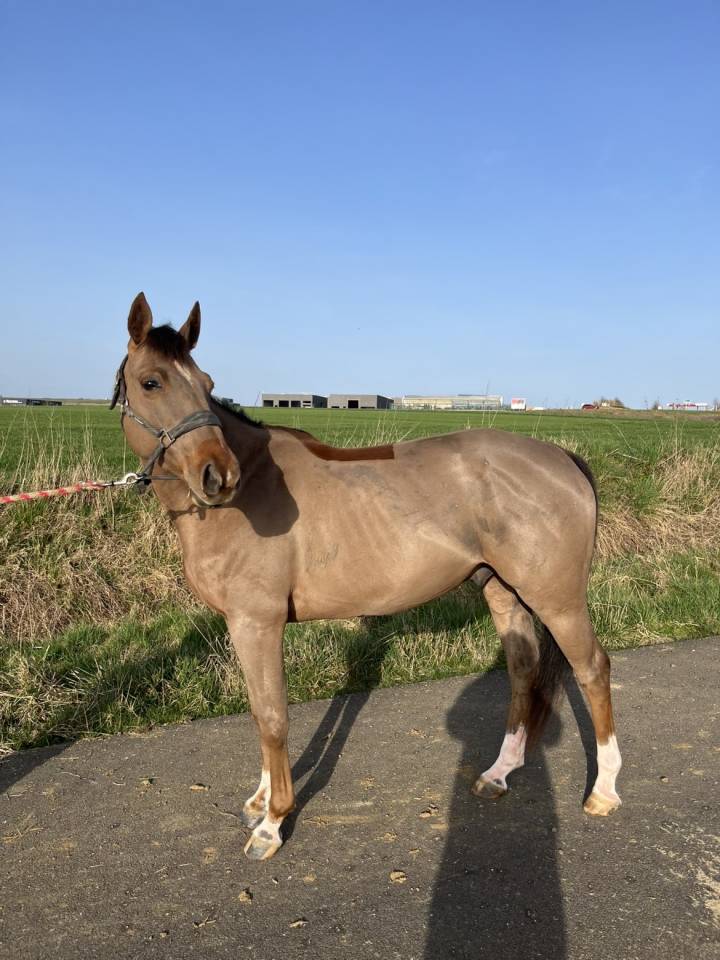Ruin Connemara Te koop 2021 Koffie vos